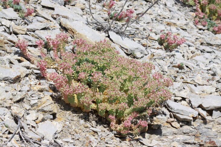 Euphorbia myrsinites