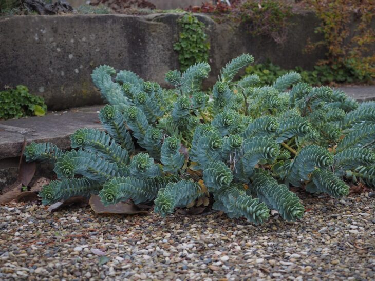 Euphorbia myrsinites