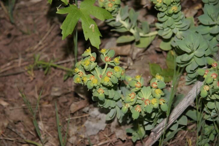Euphorbia myrsinites
