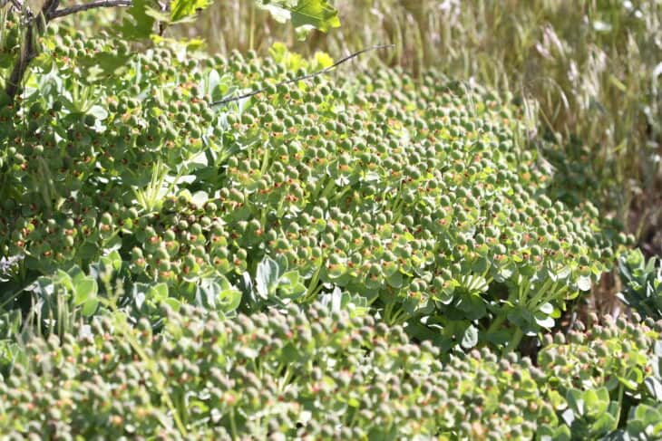 Euphorbia myrsinites