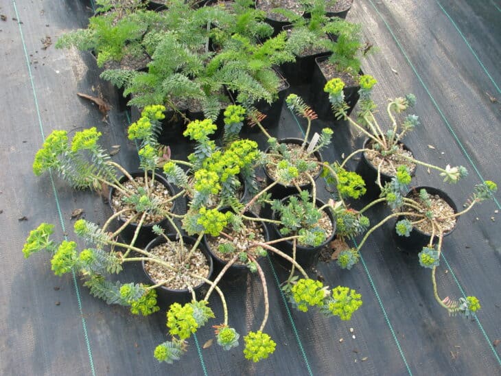 Euphorbia myrsinites