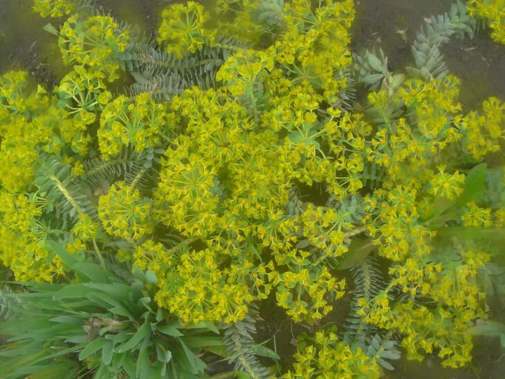 Euphorbia myrsinites