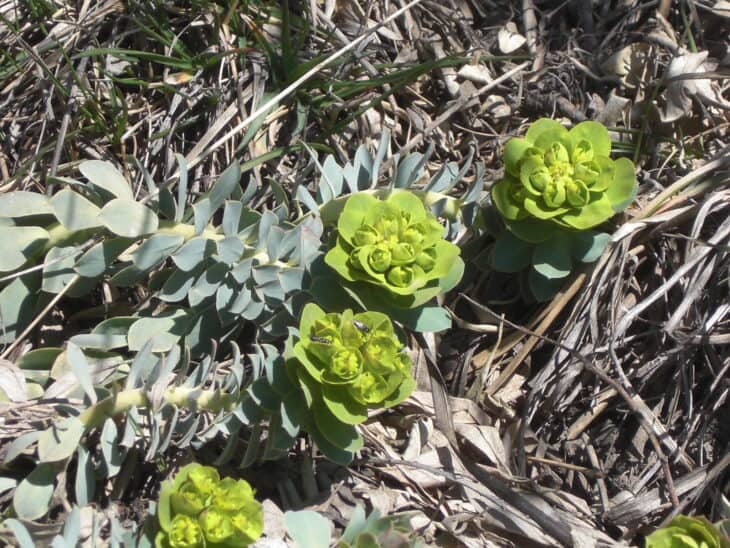 Euphorbia myrsinites