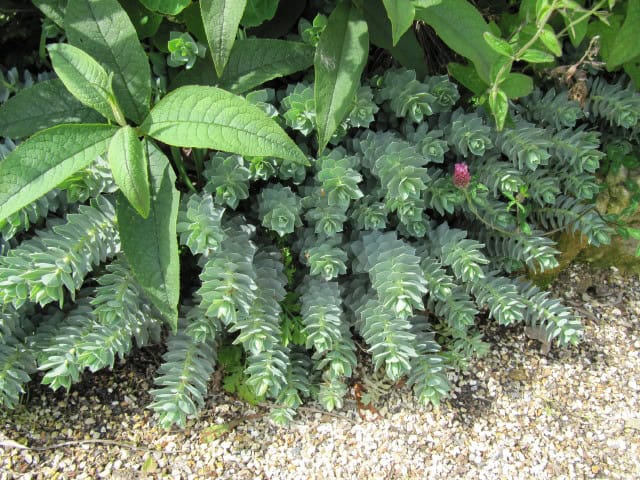 Euphorbia myrsinites
