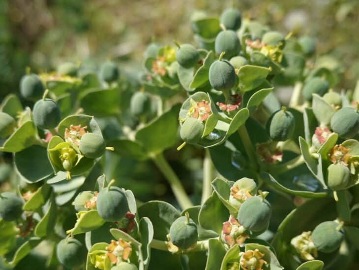 Euphorbia myrsinites