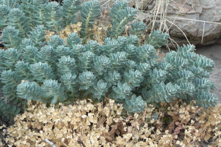Euphorbia myrsinites