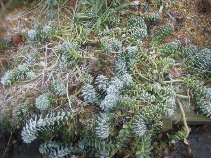Euphorbia myrsinites