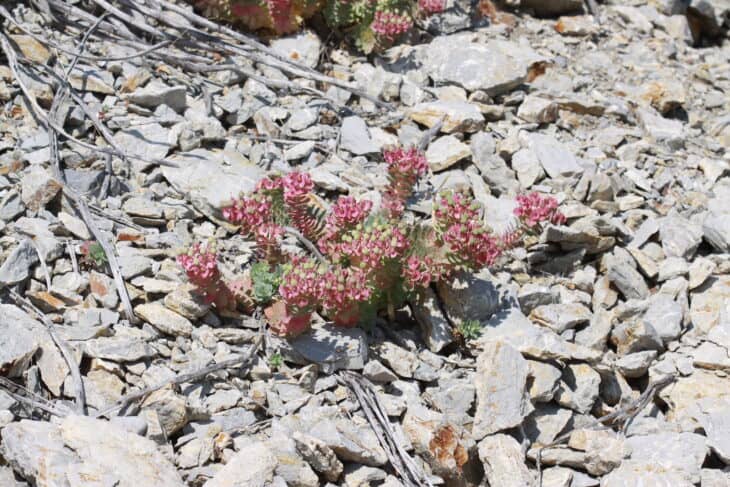 Euphorbia myrsinites