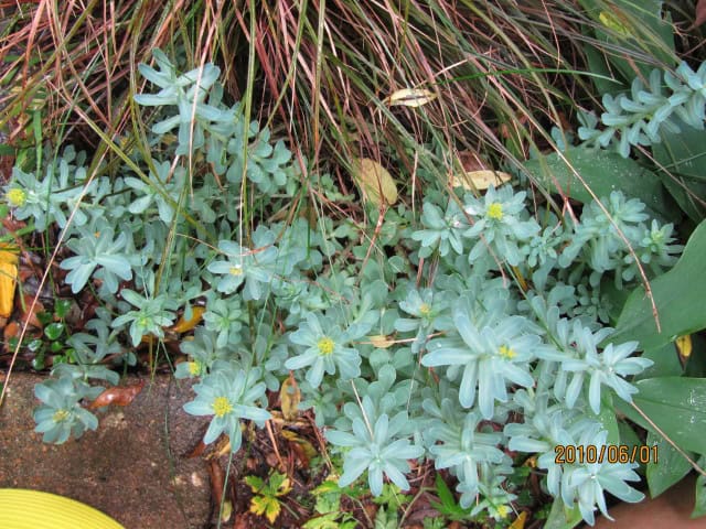 Euphorbia myrsinites