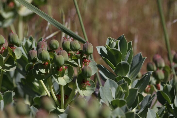 Euphorbia myrsinites