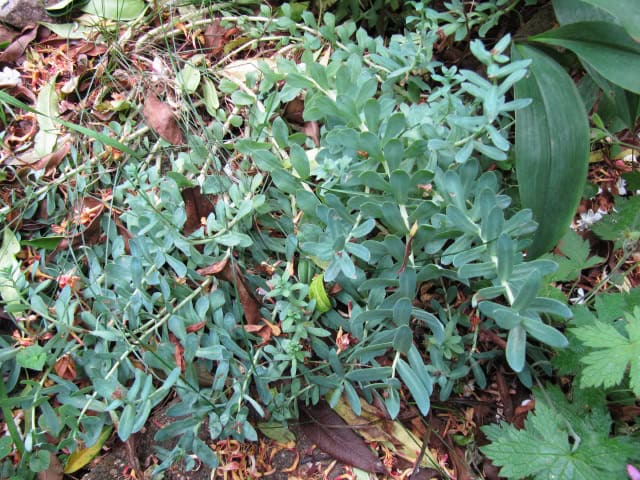 Euphorbia myrsinites