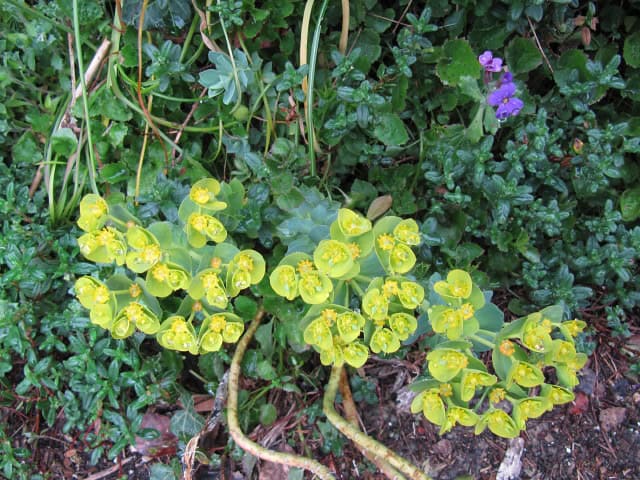 Euphorbia myrsinites