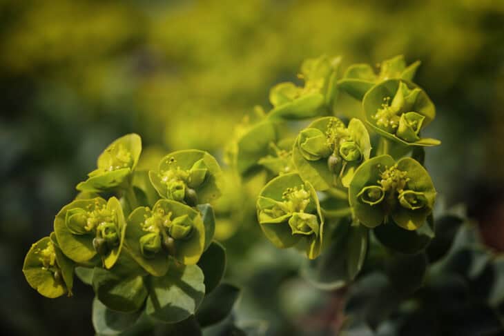 Euphorbia myrsinites
