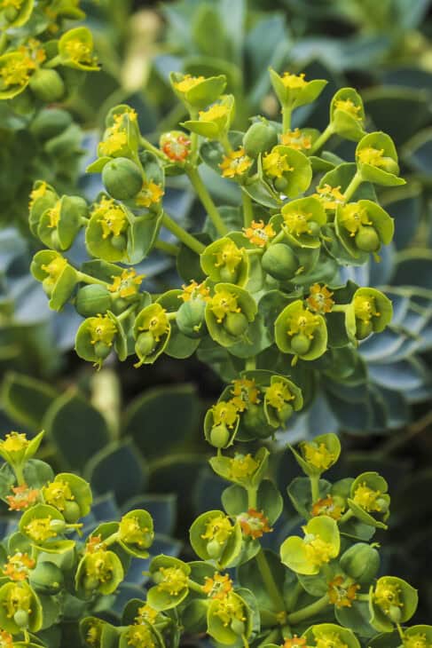 Euphorbia myrsinites
