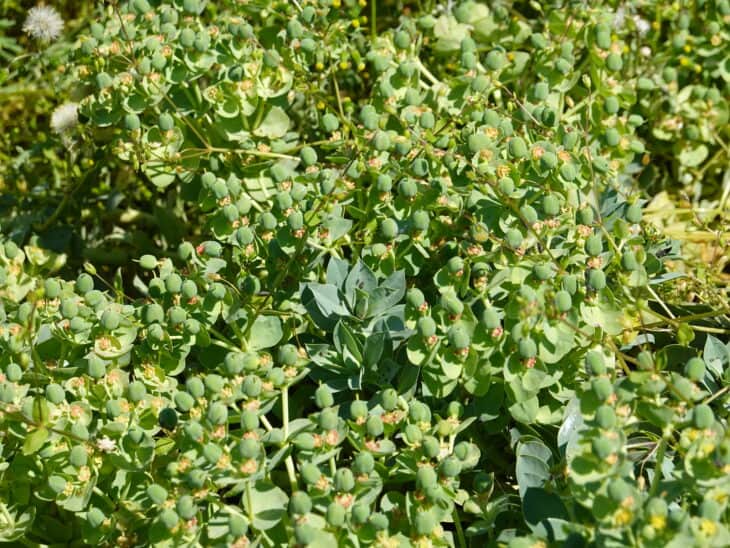 Euphorbia myrsinites