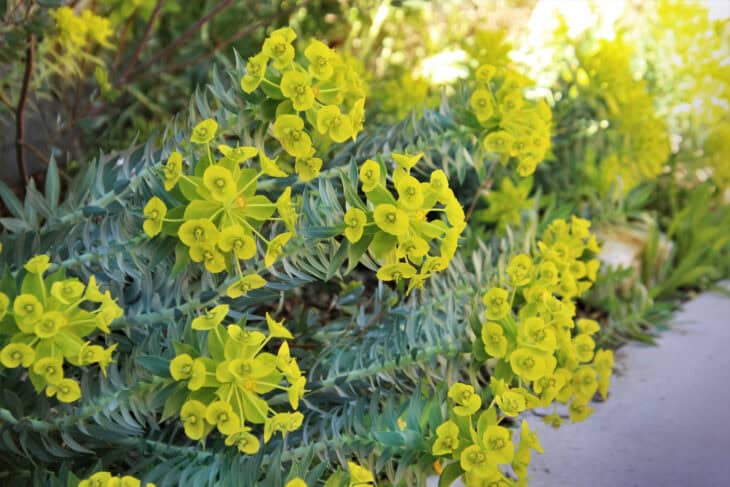 Euphorbia myrsinites