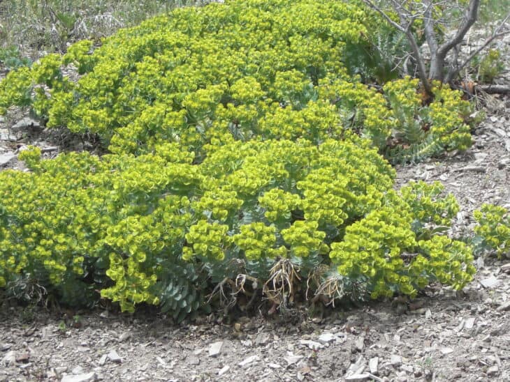 Euphorbia myrsinites