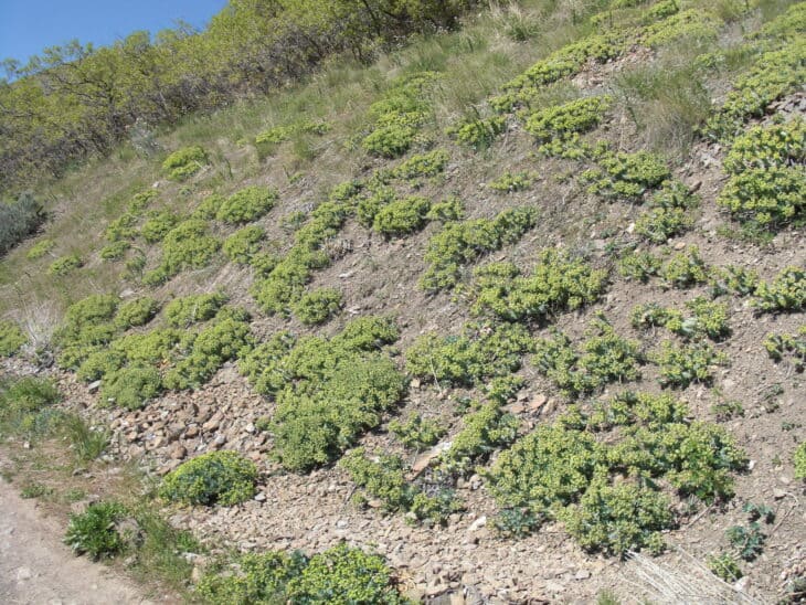 Euphorbia myrsinites
