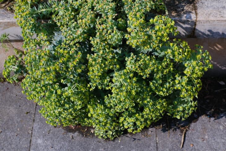 Euphorbia myrsinites