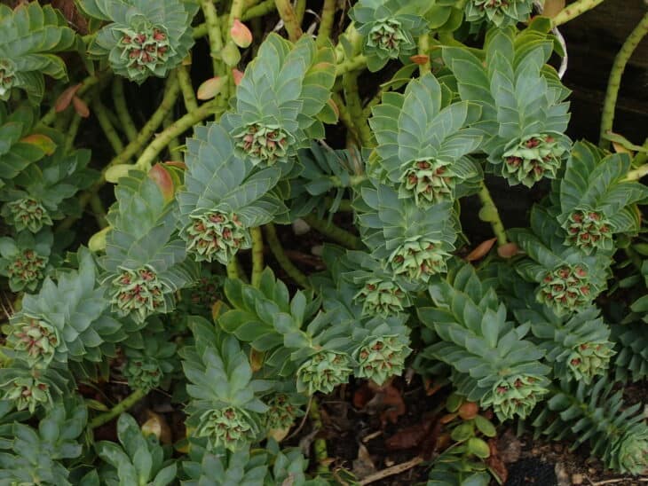 Euphorbia myrsinites