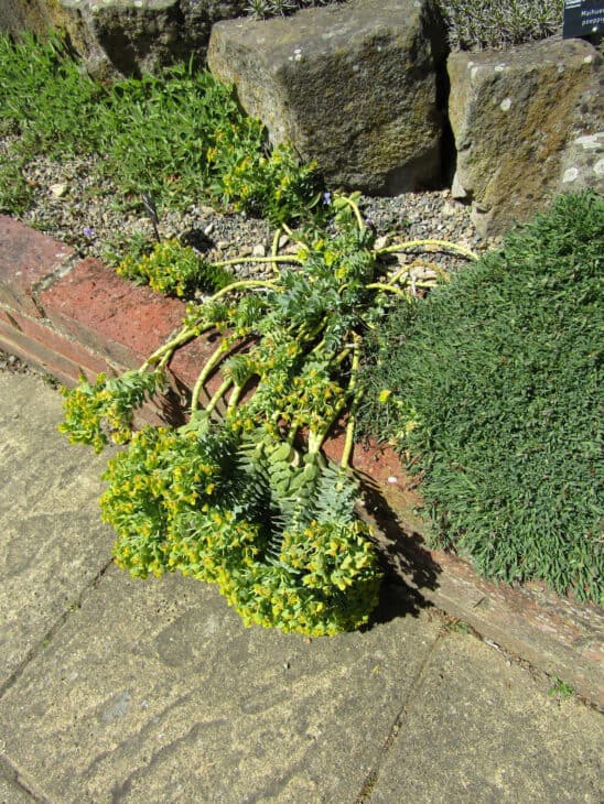 Euphorbia myrsinites
