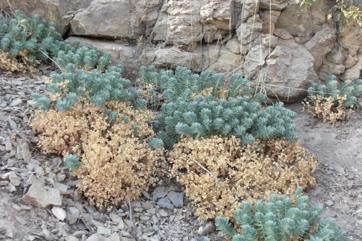 Euphorbia myrsinites