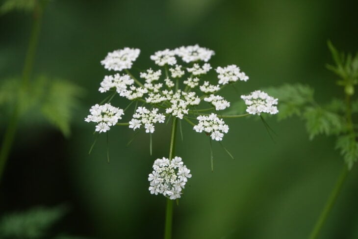 Fool’s Parsley (Aethusa cynapium)