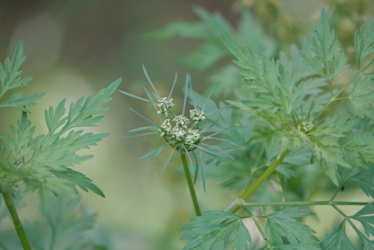 Fool’s Parsley (Aethusa cynapium)