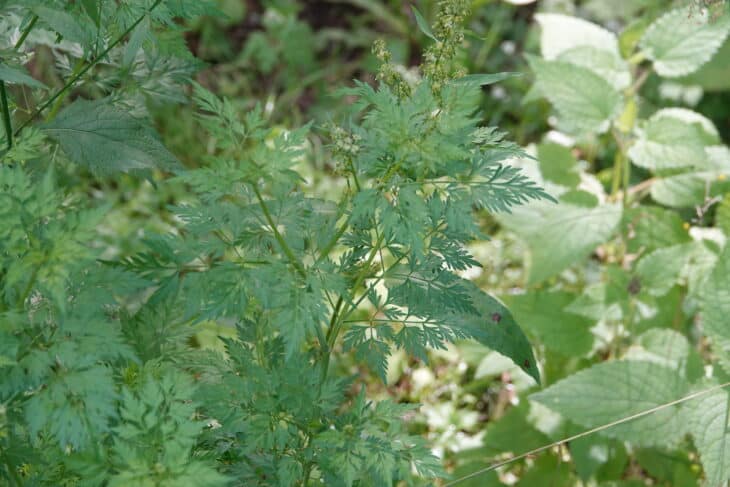Fool’s Parsley (Aethusa cynapium)