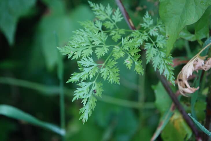Fool’s Parsley (Aethusa cynapium)