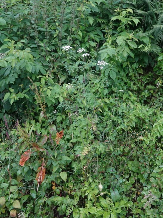 Fool’s Parsley (Aethusa cynapium)
