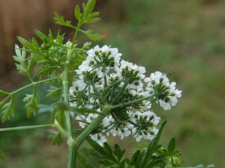 Fool’s Parsley (Aethusa cynapium)