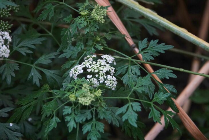 Fool’s Parsley (Aethusa cynapium)