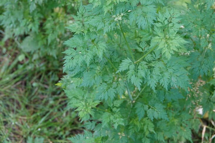 Fool’s Parsley (Aethusa cynapium)
