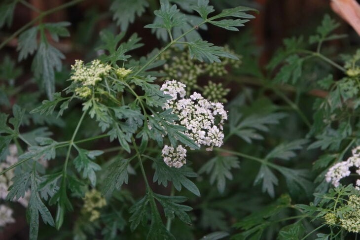 Fool’s Parsley (Aethusa cynapium)