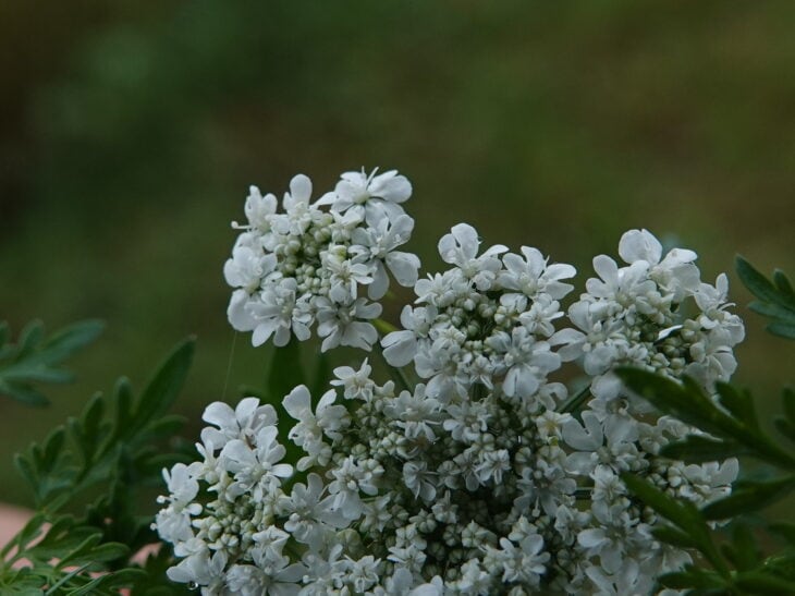 Fool’s Parsley (Aethusa cynapium)