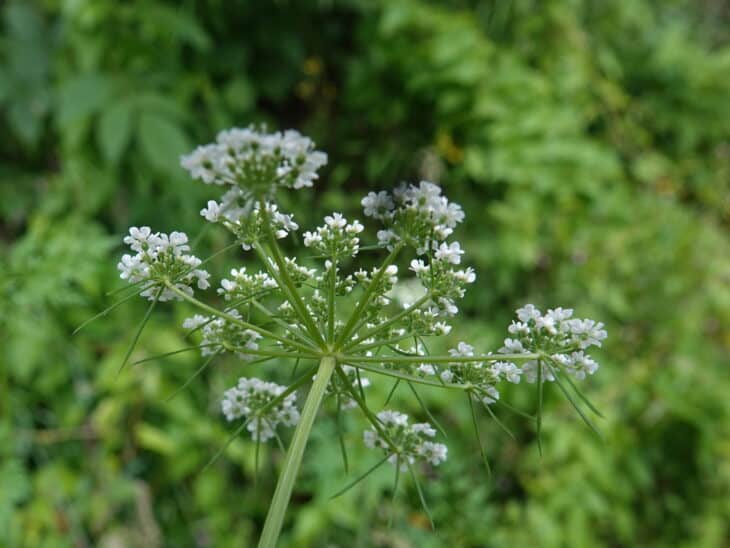 Fool’s Parsley (Aethusa cynapium)