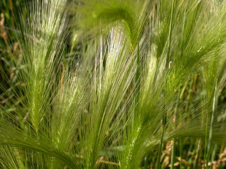 Foxtail Barley (Hordeum jubatum)