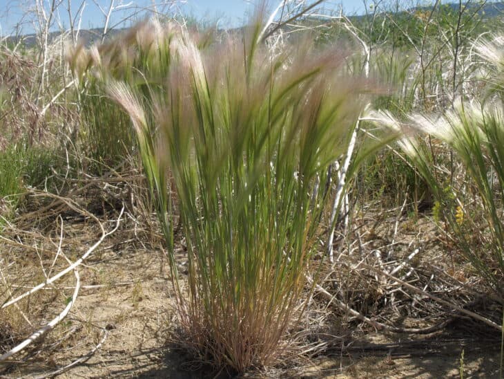 Foxtail Barley (Hordeum jubatum)