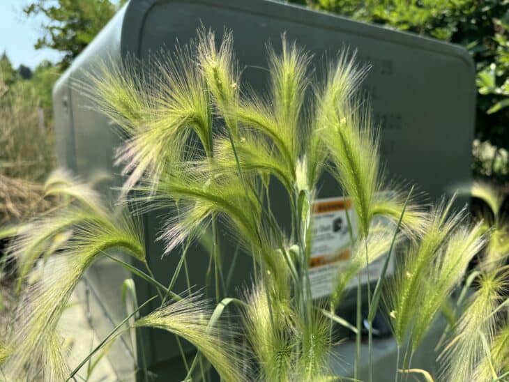 Foxtail Barley (Hordeum jubatum)