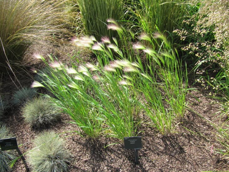 Foxtail Barley (Hordeum jubatum)