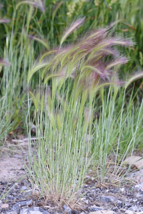 Foxtail Barley (Hordeum jubatum)