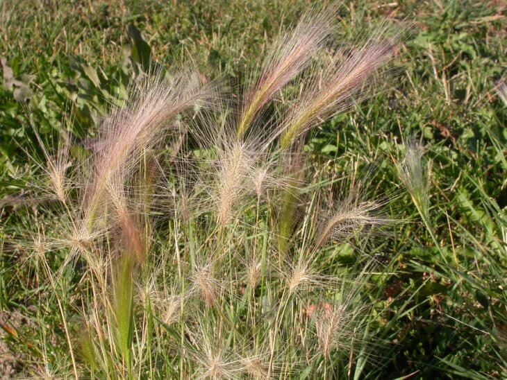 Foxtail Barley (Hordeum jubatum)