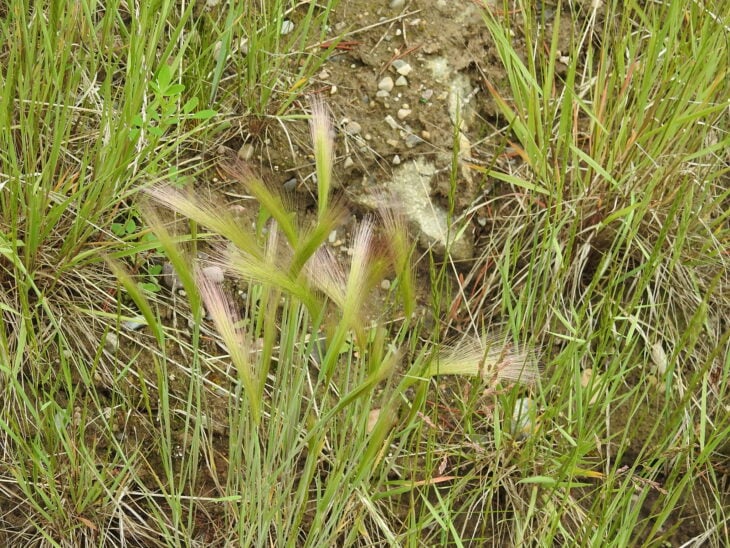 Foxtail Barley (Hordeum jubatum)