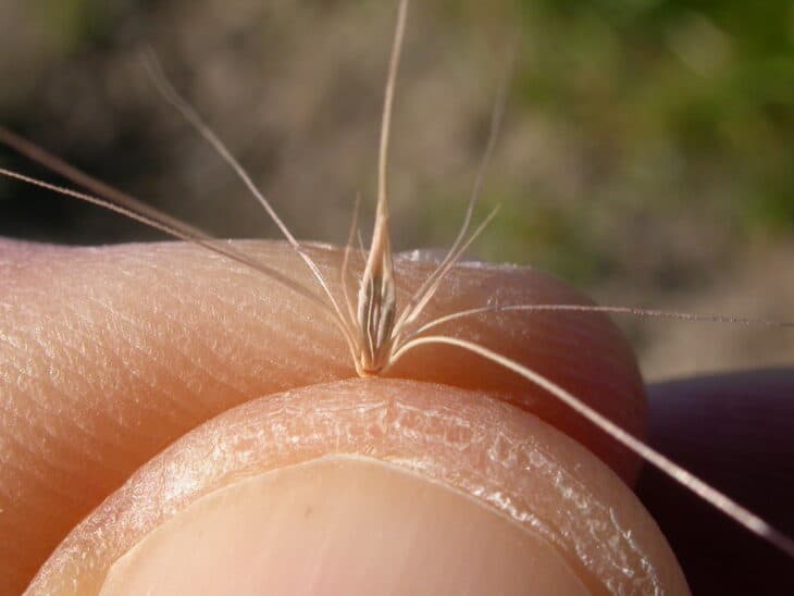 Foxtail Barley (Hordeum jubatum)