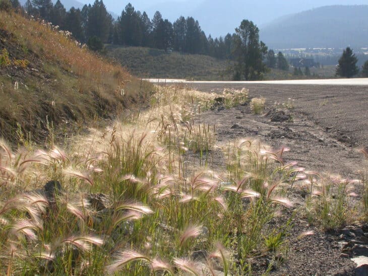 Foxtail Barley (Hordeum jubatum)