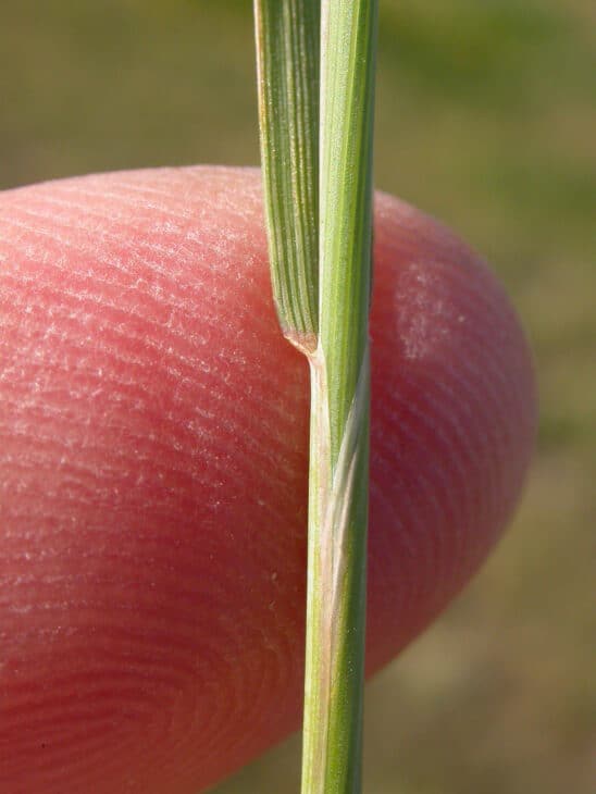 Foxtail Barley (Hordeum jubatum)