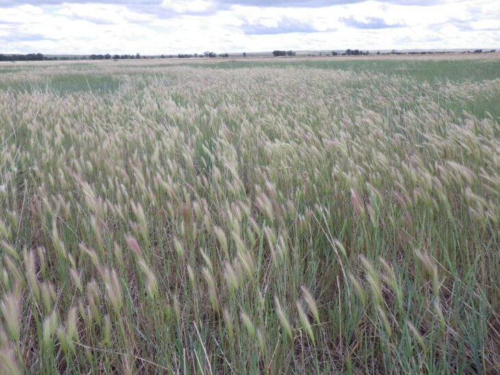 Foxtail Barley (Hordeum jubatum)