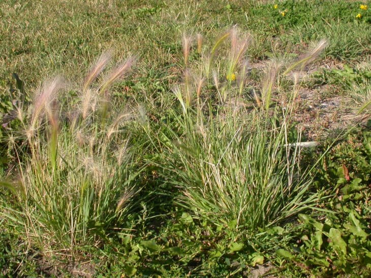 Foxtail Barley (Hordeum jubatum)