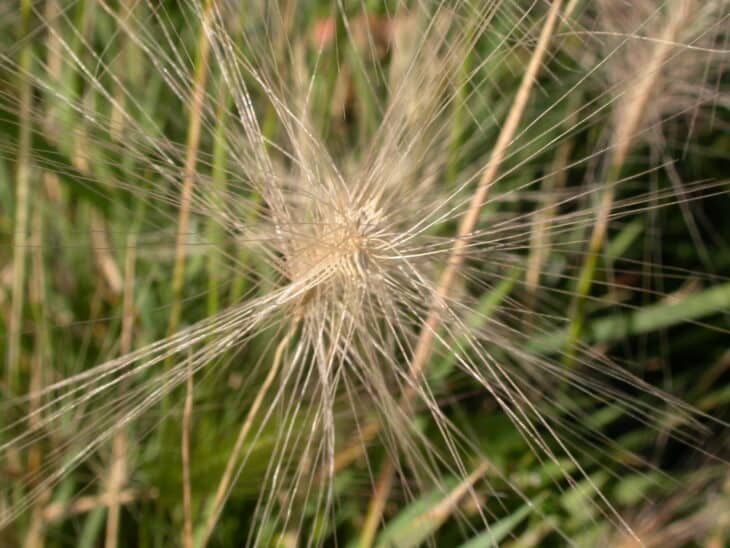 Foxtail Barley (Hordeum jubatum)